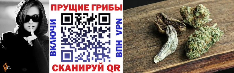 блэк спрут как зайти  Полевской  Псилоцибиновые грибы Psilocybine cubensis 